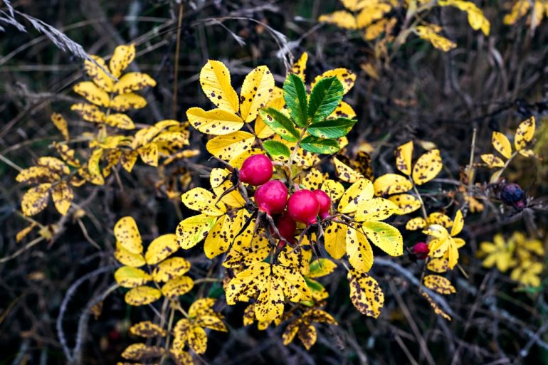 Photo Herbal remedies